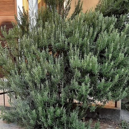 הוילה Fresonara  Il Rosmarino מראה חיצוני תמונה